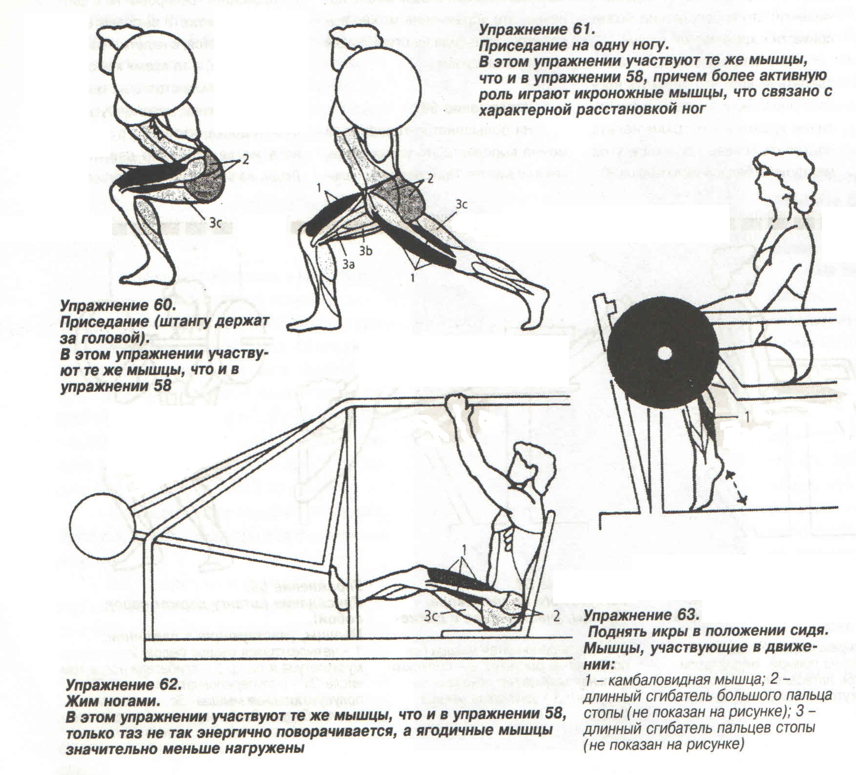 Упражнения, развивающие мускулатуру бедра